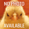 Close-up of a fluffy yellow chick with soft feathers and a focused gaze, set against a warm orange background, representing a placeholder image for USA Made water pump parts collections.