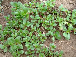 purselane