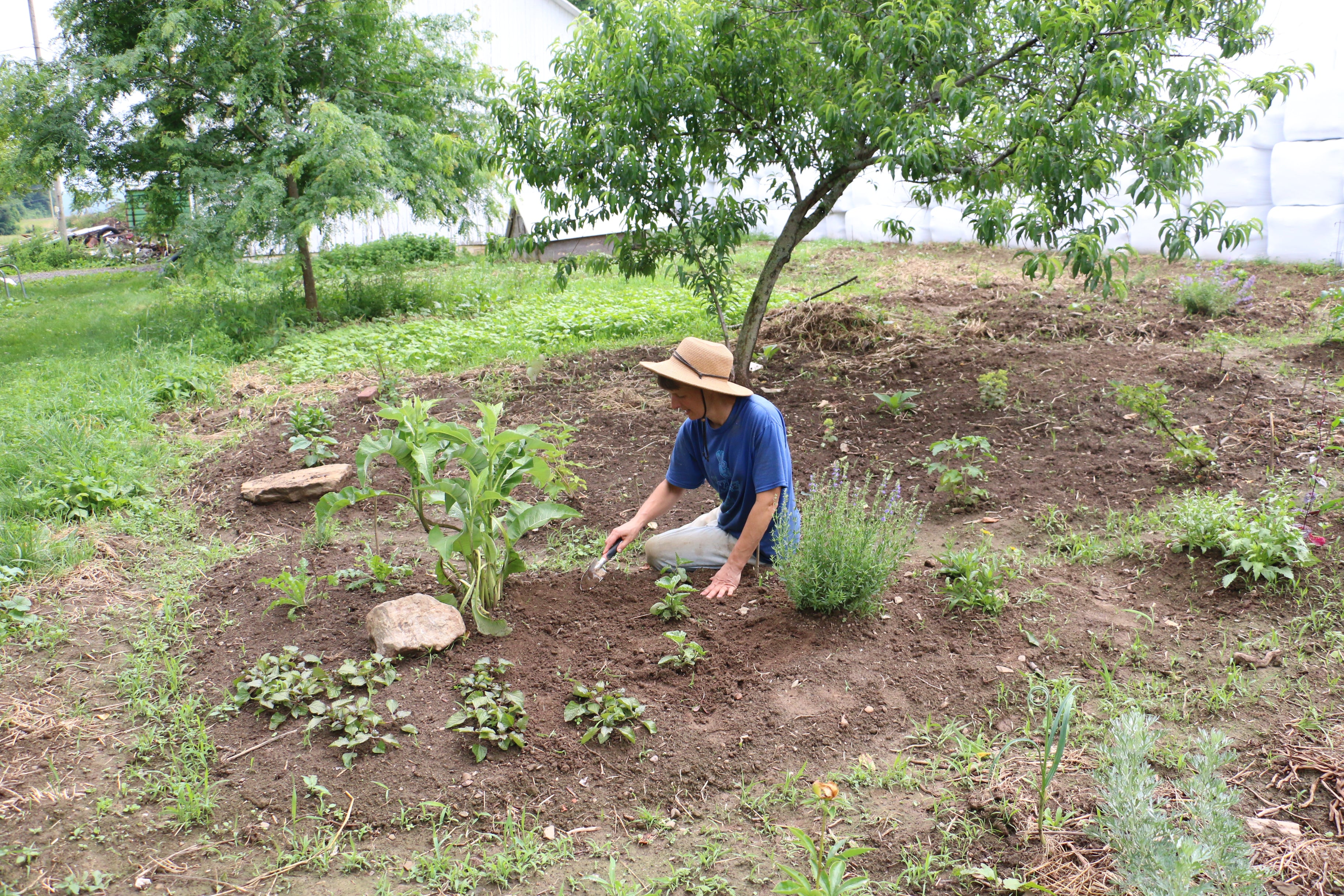 Setting up the drip line bed.