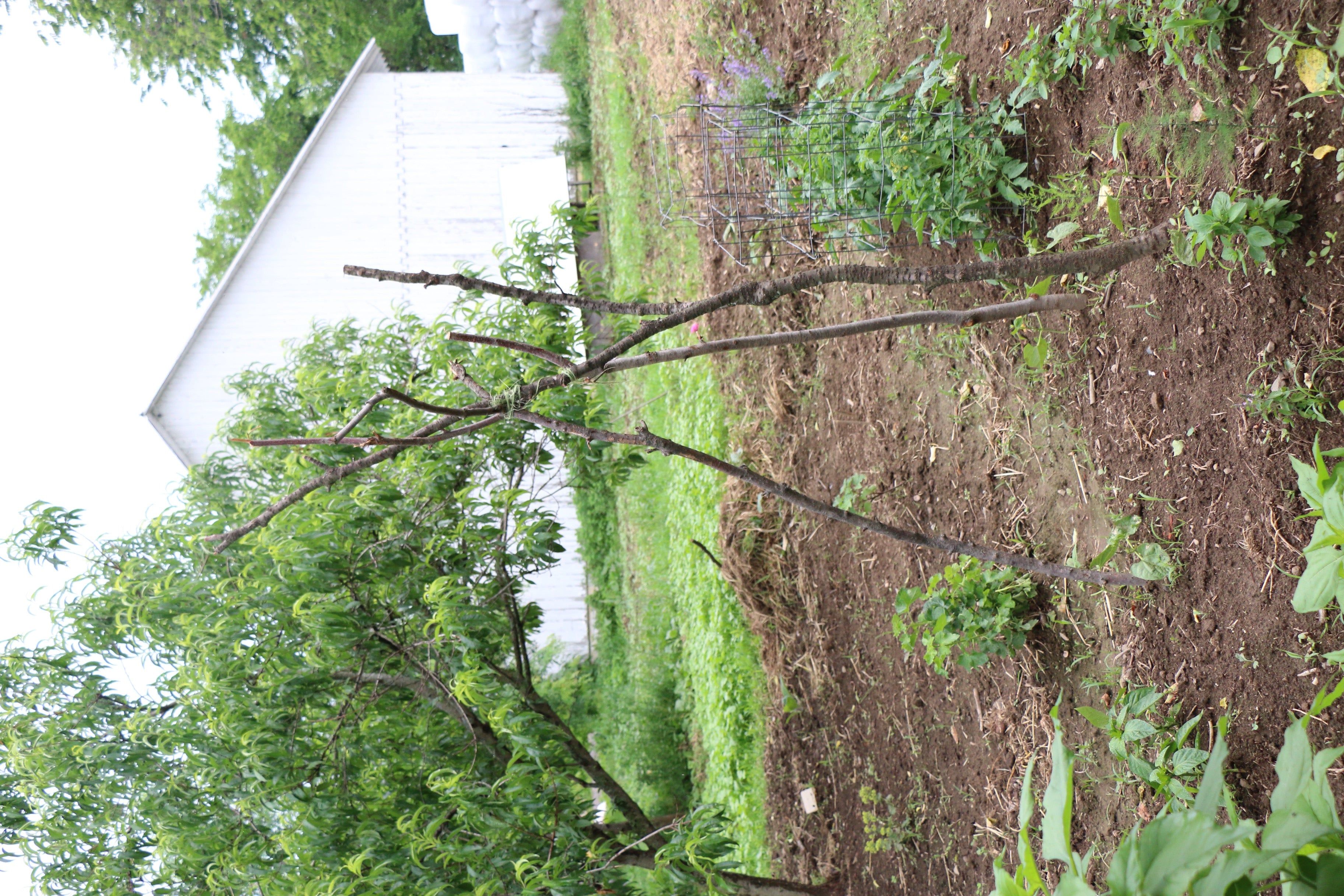 A second view of the big dripline garden, with a pole teepee for clmbing plants.