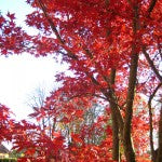 red maple