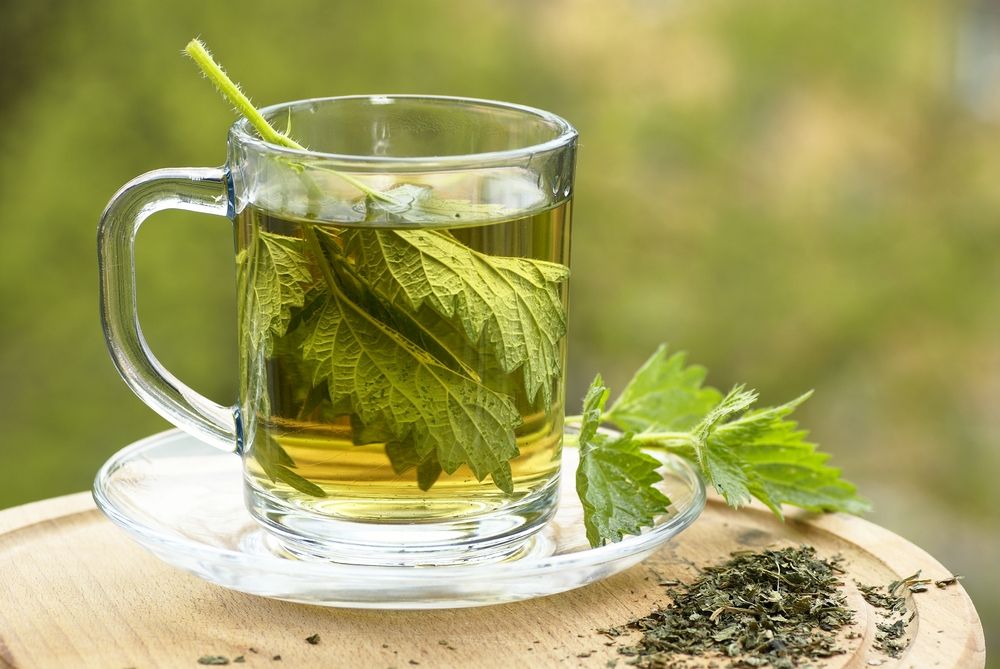 nettle tea