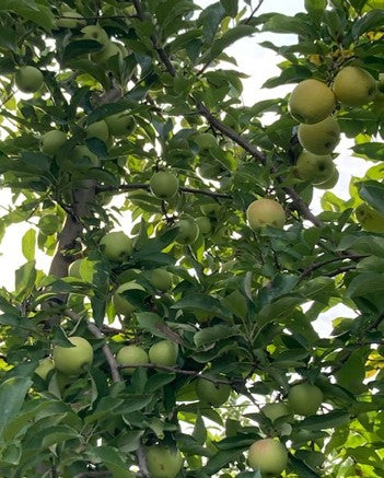 apple trees