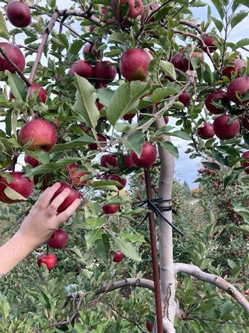 picking apples