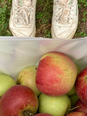 harvested apples