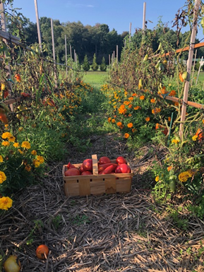 My father-in-law's heirloom tomatoes in a basket