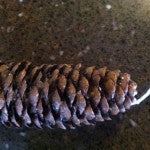 pinecone wick
