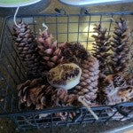 pinecone basket
