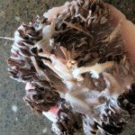 pineconeclump