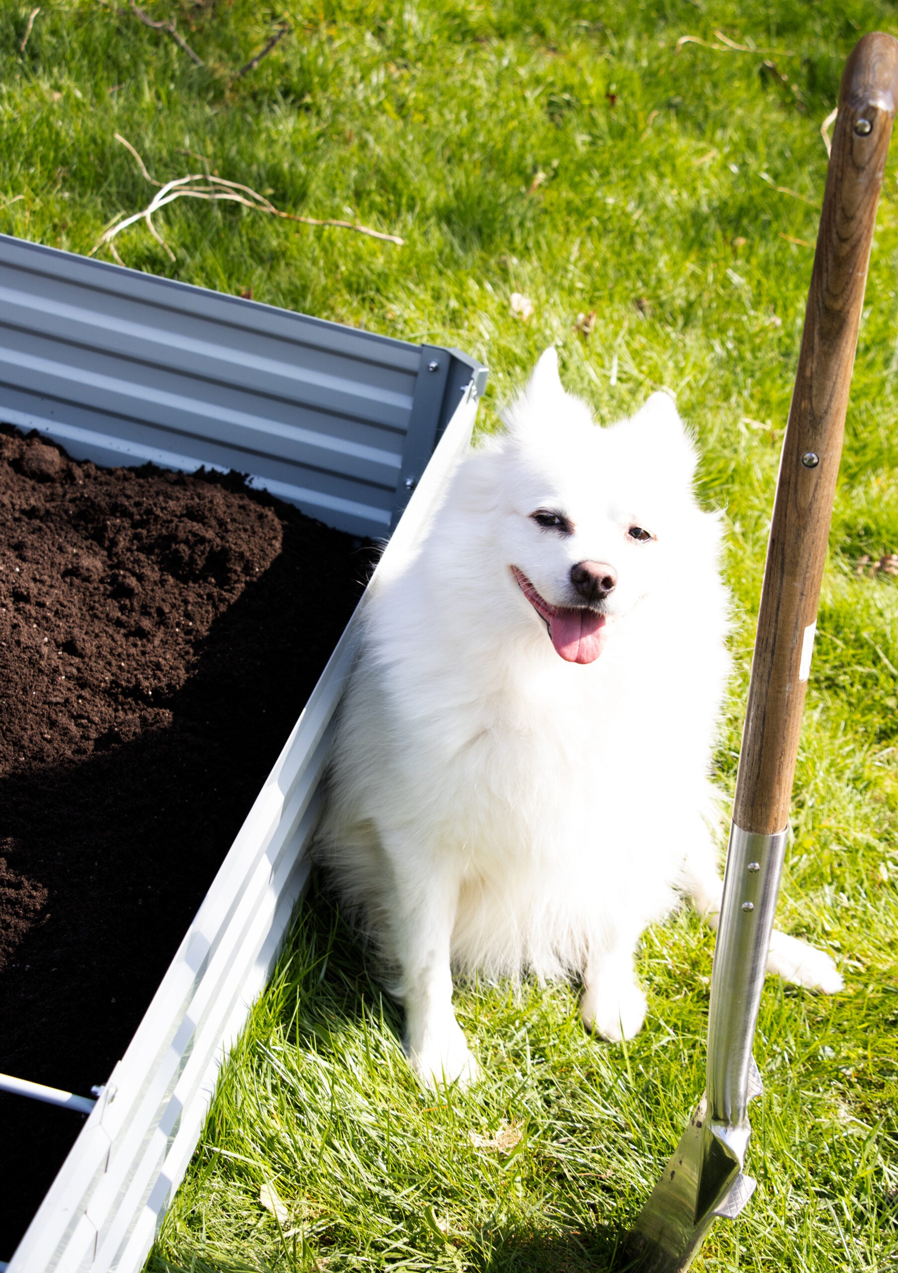 Dog sitting next to garden raised bed