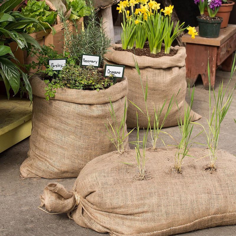 plant in burlap bags