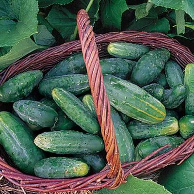 Heirloom Cucumber Seeds Heirloom Cucumber Seeds