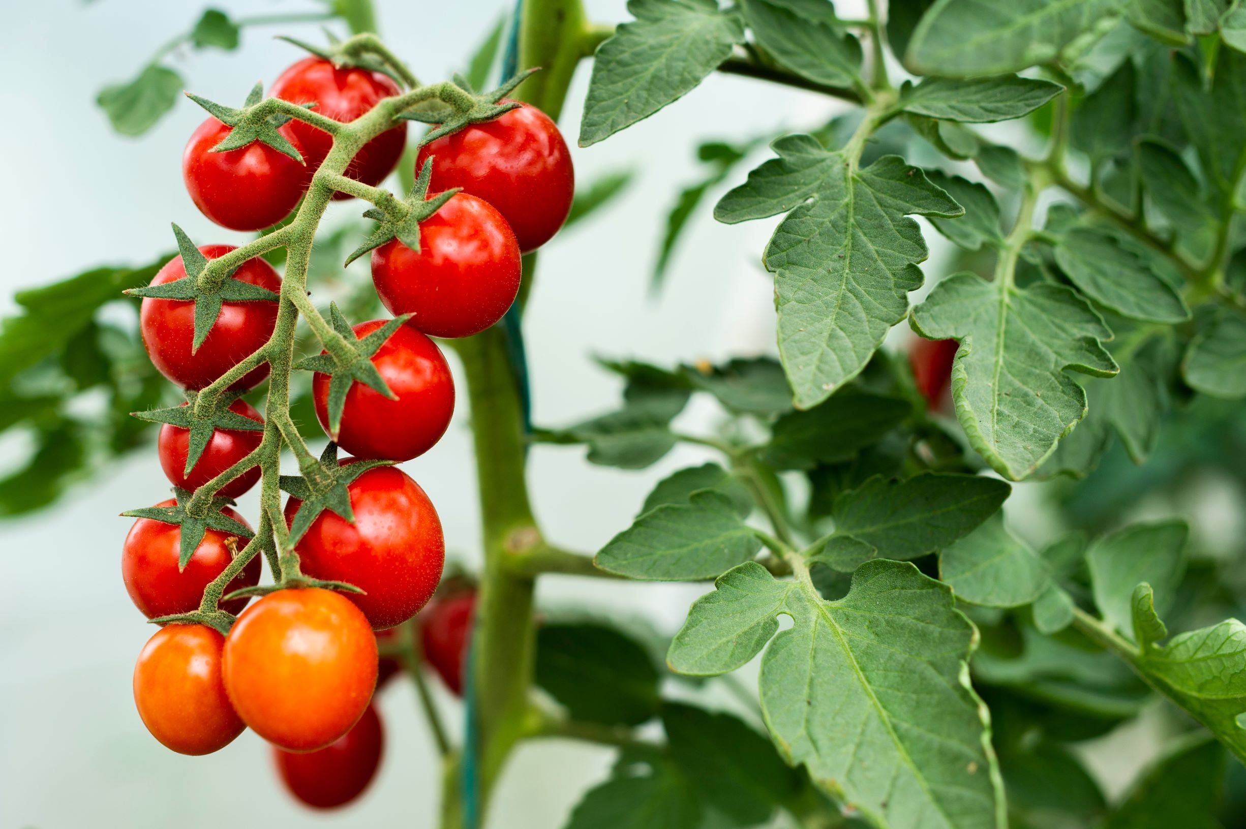 tomato plants