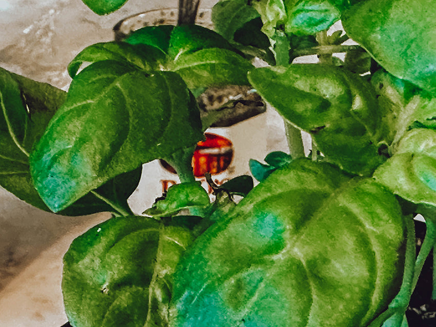 fresh basil plants