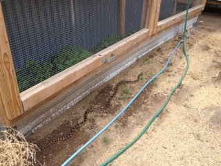 A snake cruises by, outside the garden.