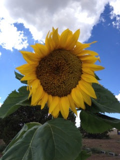 large sunflower