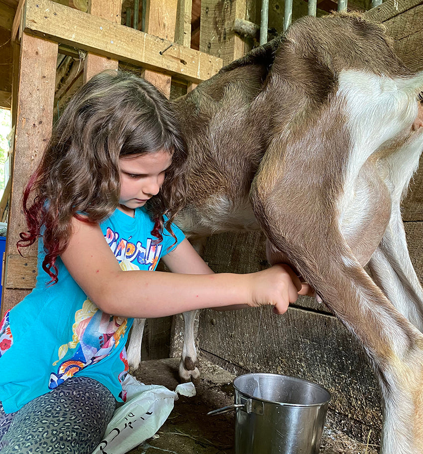 milking goat for goat milk