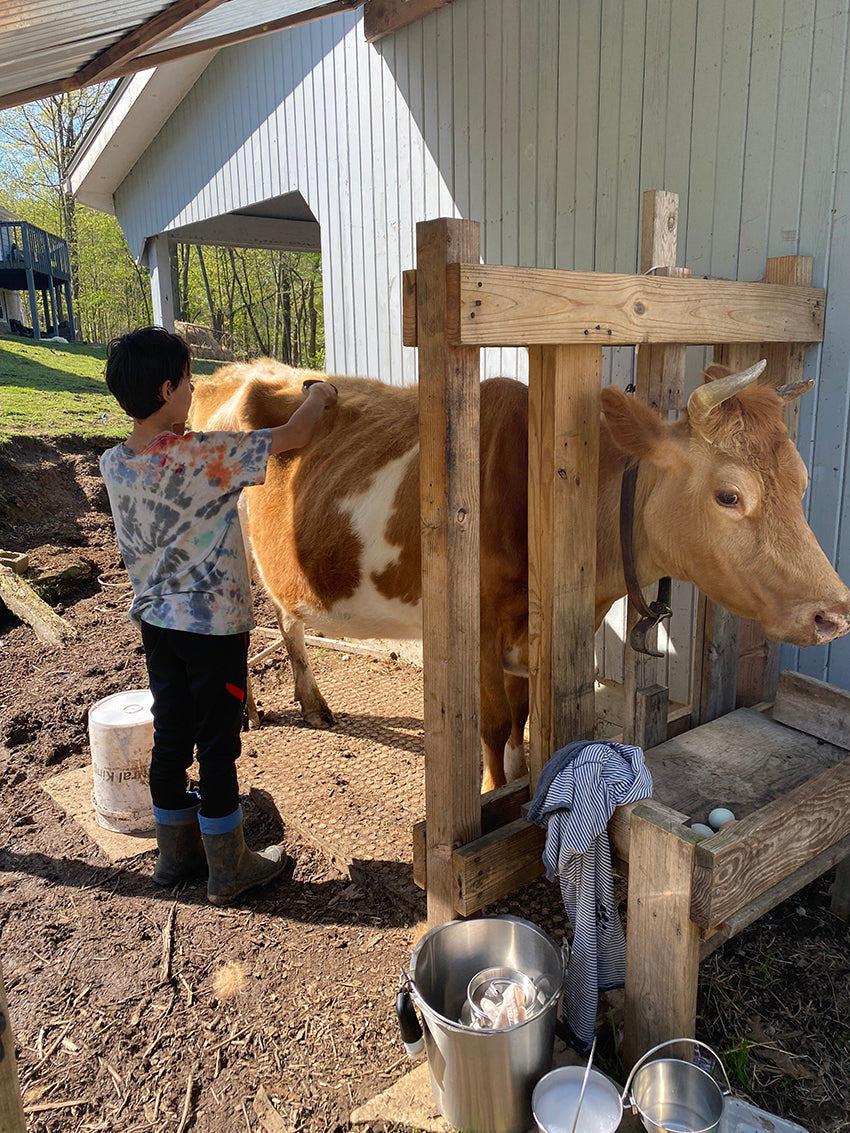 dairy cow