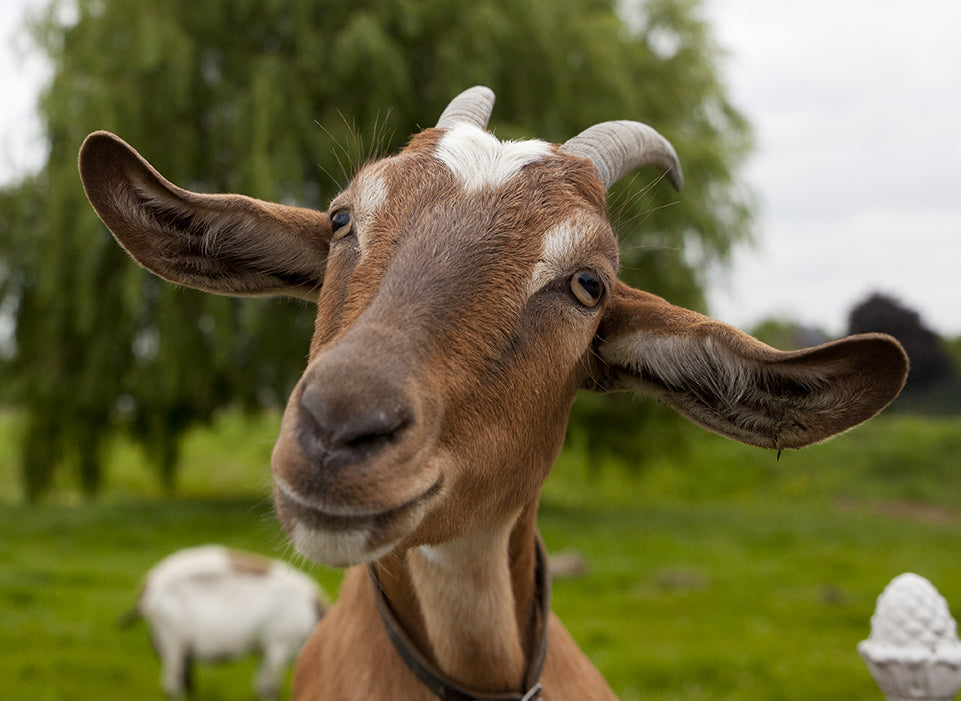 Goats