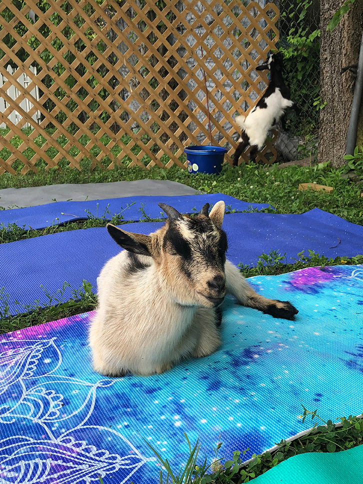 goat yoga