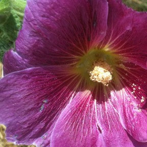 LR pink hollyhocks