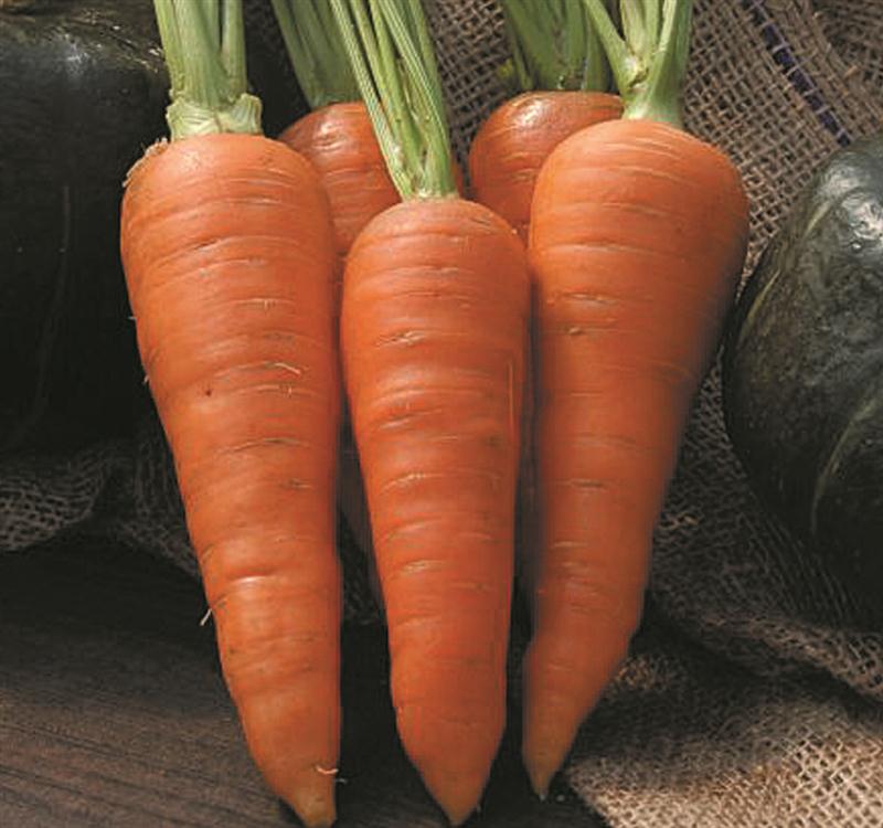Sweet, tender heirloom Danvers Carrots are the perfect addition to a small kitchen garden. Seeds available at Lehmans.com.