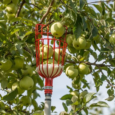 fruit harvester