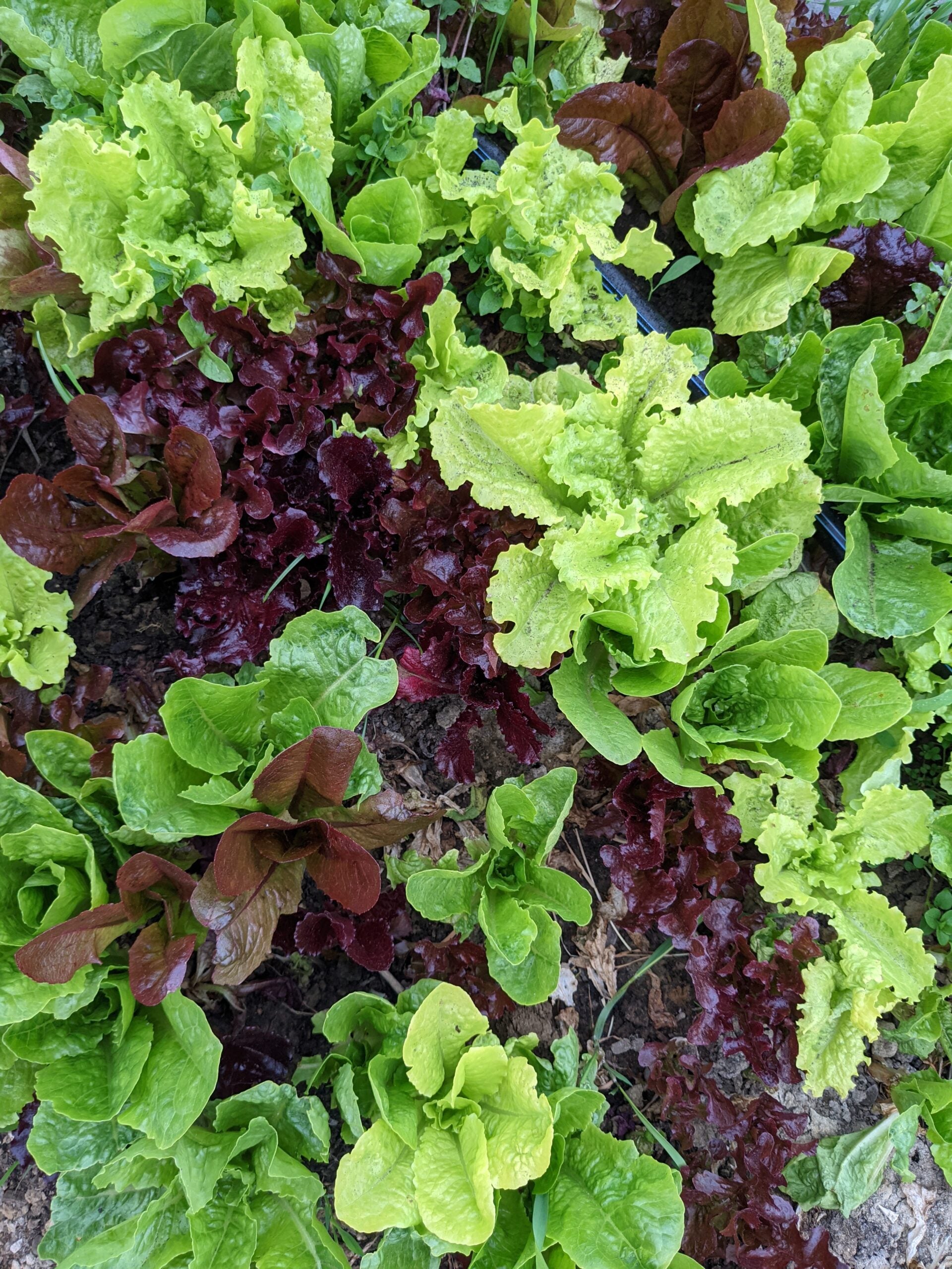 Growing lettuce in a small garden