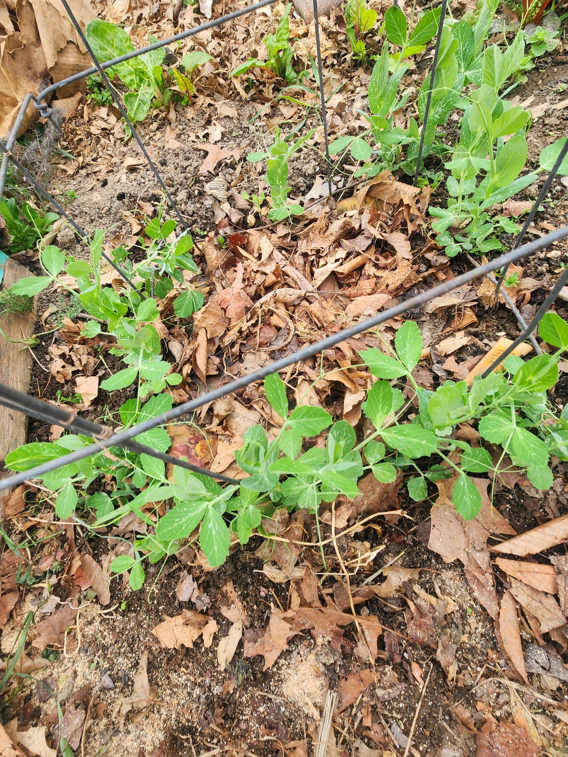 Sugar snap peas growing on tomato trellis