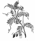 6B549-lentil-plant 6B549-lentil-plant