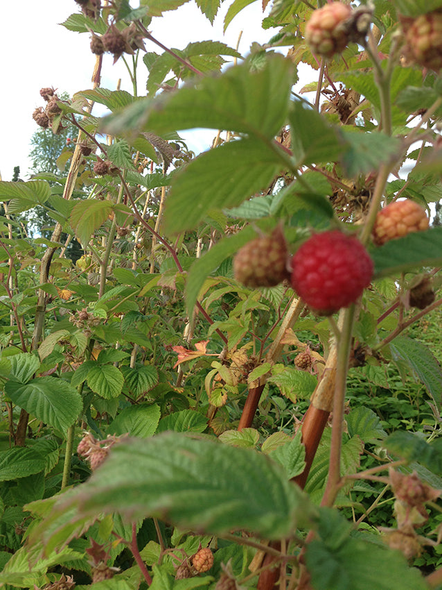 Growing homegrown raspberries