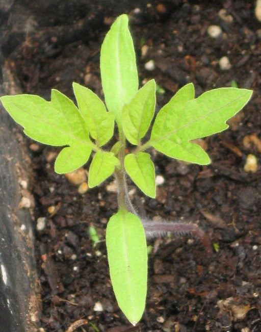 tomatosprouts3