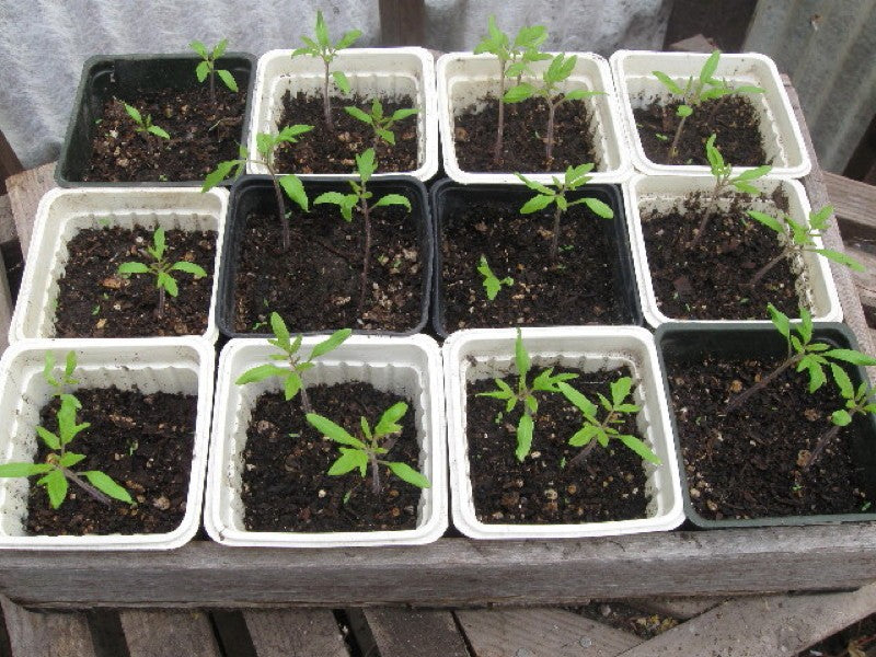 tomatosprouts1
