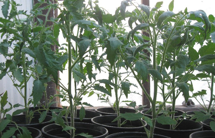inthegreenhouse1