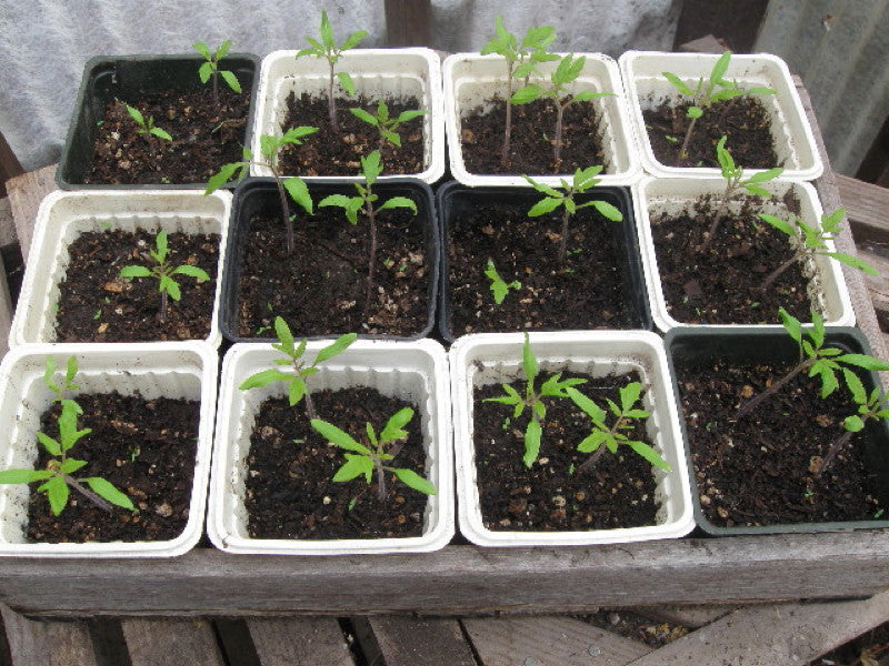 tomatosprouts1