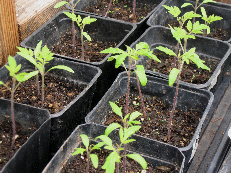 tomatosprouts2