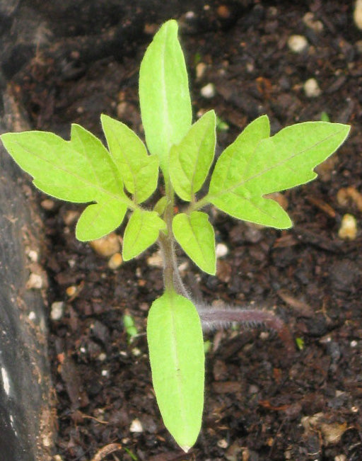 tomatosprouts31