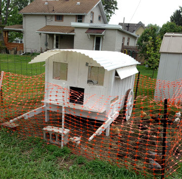 The 'coop', a replica vardo (gypsy wagon) gives the flock shade and is portable.