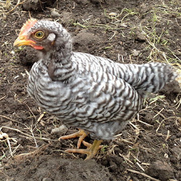 Barred, Close-Up