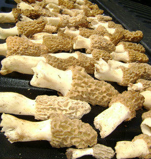 A tailgate full of morels!