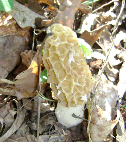 Morel in woods