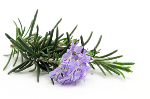 Rosemary Flowers