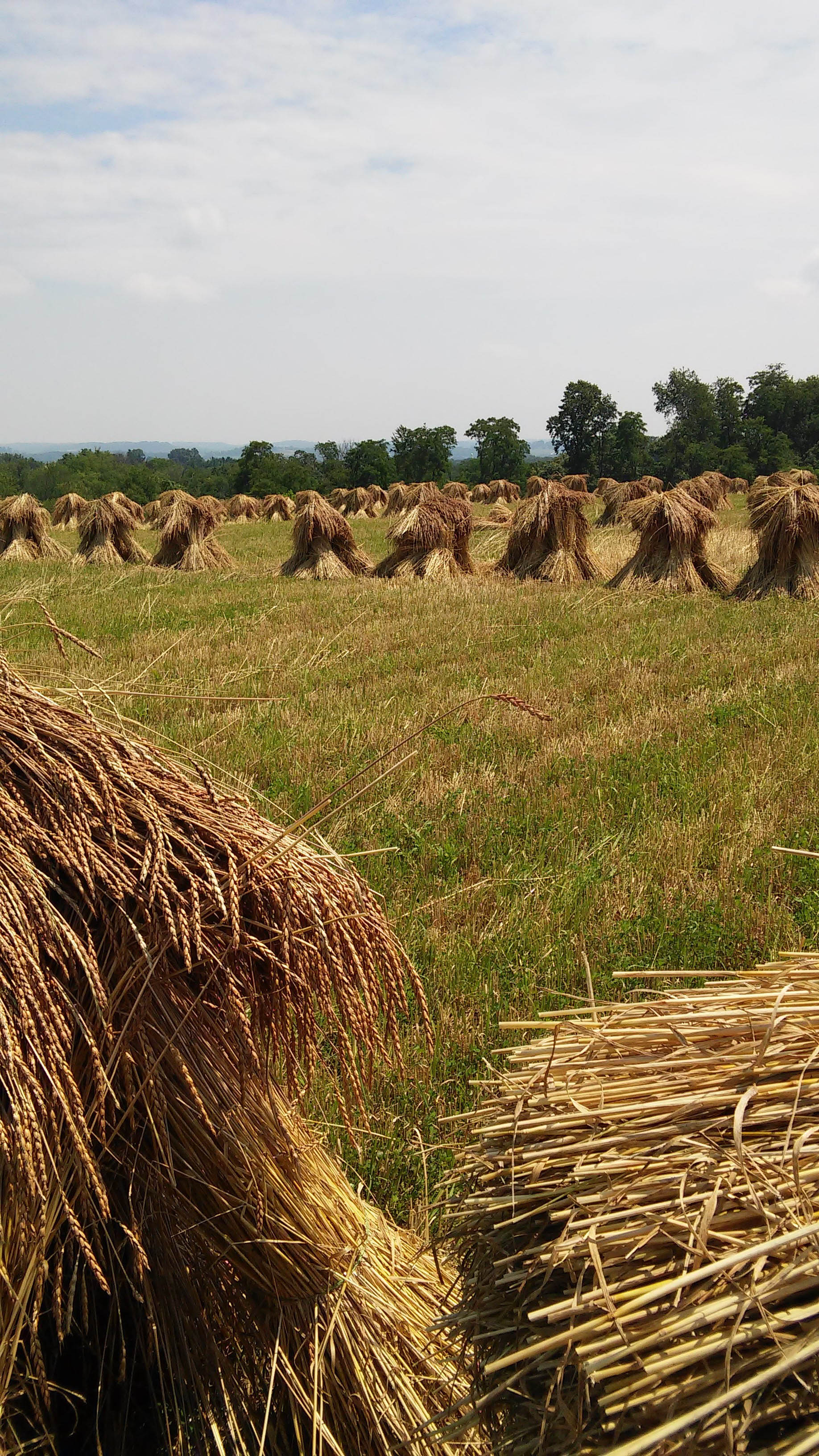 Organic spelt dries in an Amish field, soon to be made into crispy, healthy spelt puffs for Lehman's.