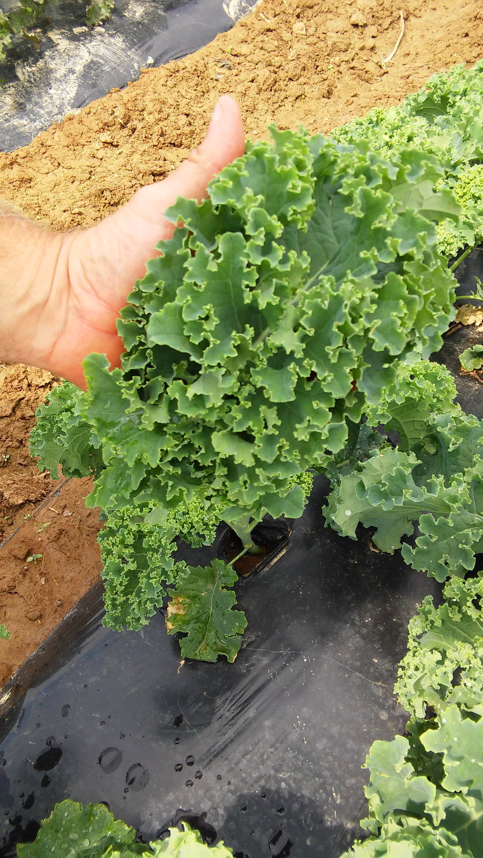 Organic kale growing at an Greenfield Farms location.