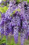 wisteria