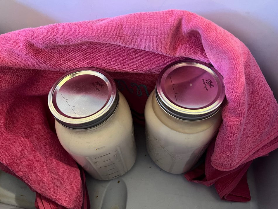 Yogurt in jars in cooler