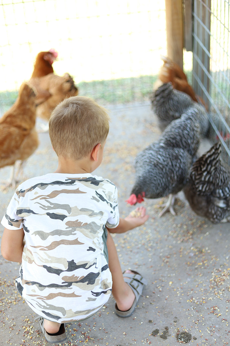 Boy feeding chickens on farm
