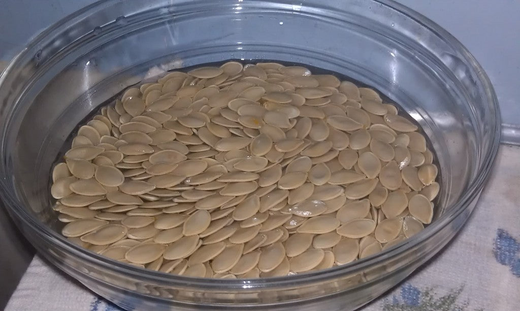 seeds soaking in salt water
