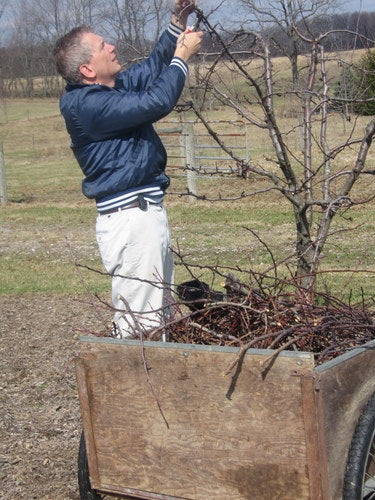 Prunning trees