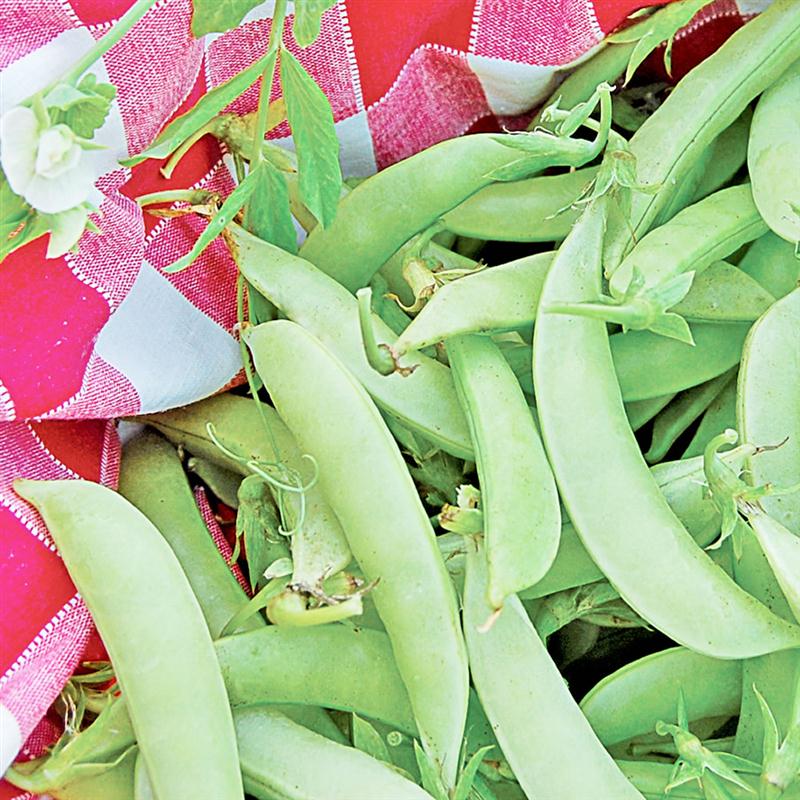 amish snap peas